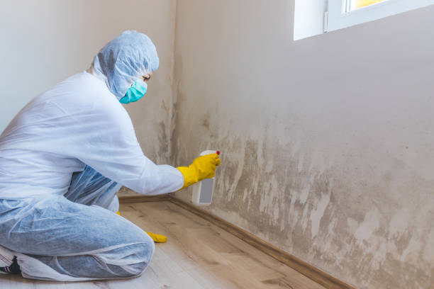 Licensed Mold Removal service in Garden City, GA - WQB Mold Removal