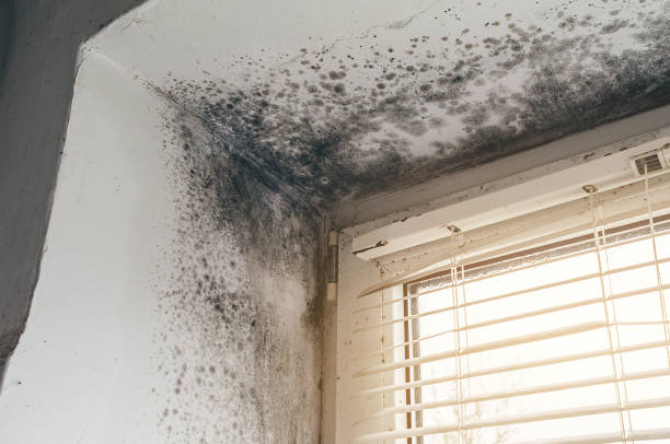Affordable Mold Removal solutions in Garden City, GA