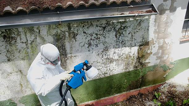 Top rated local Mold Removal specialists in Garden City, GA